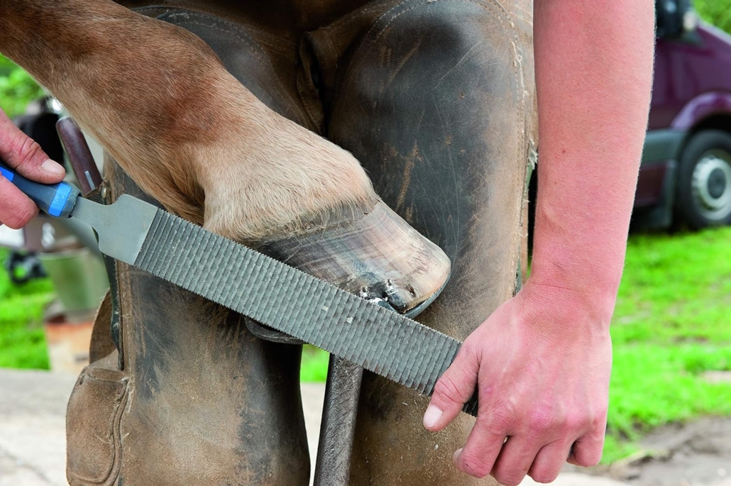 Raspe per maniscalchi