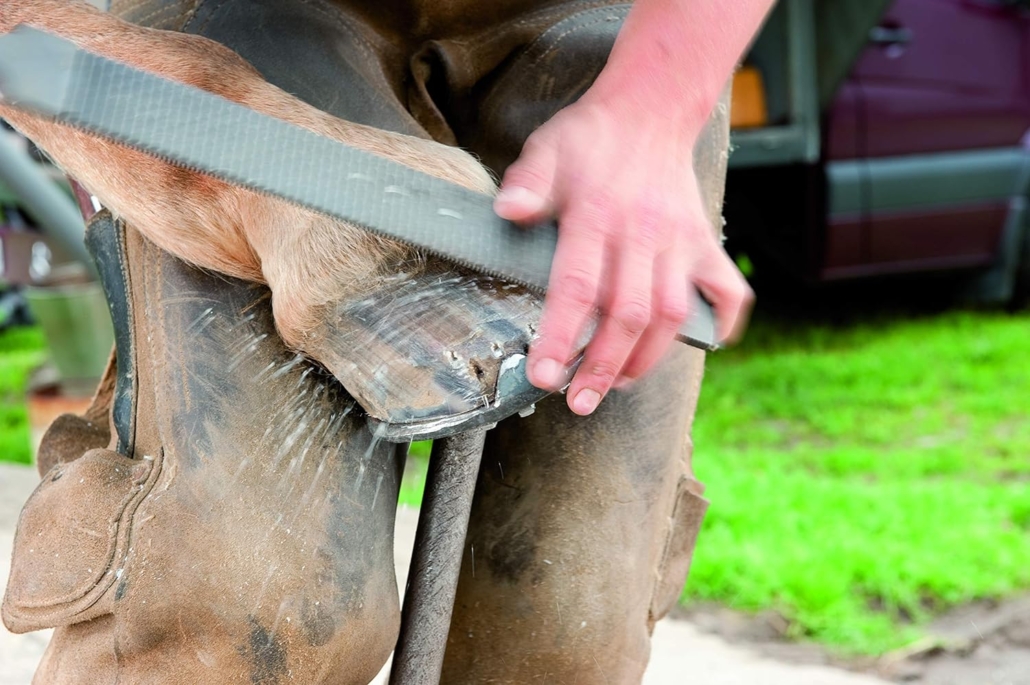 Raspe per maniscalchi pferd ctp
